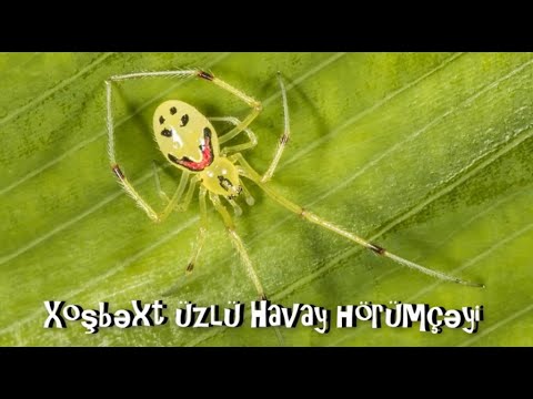 Video: Tarantula Hörümçəkləri Növbəti Moda Heyvanı Olmağa Hazırlaşdı