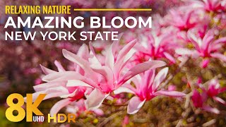 Blooming Trees of Oyster Bay Arboretum, NY  Amazing Spring Blossom Relaxation in 8K HDR