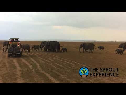 Elephants In Maasai Mara The Sprout Experience