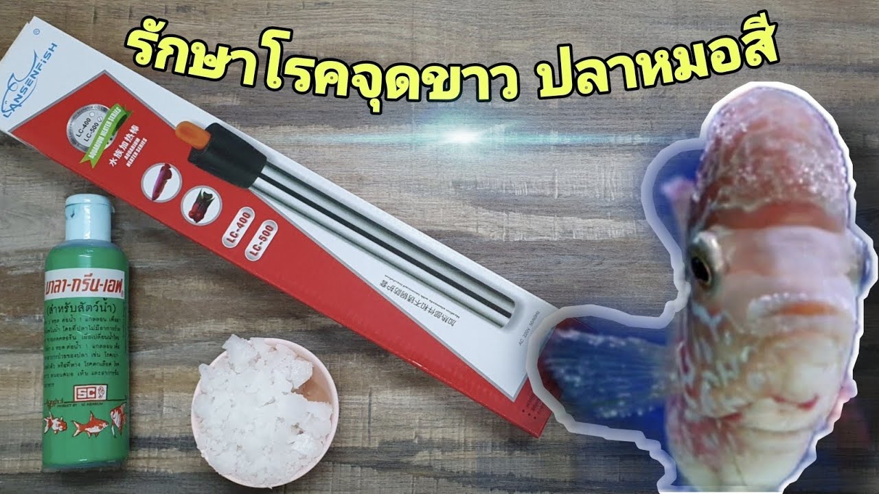 รักษาปลาเป็นจุดขาวโรคยอดฮิตช่วงหน้าฝน#ปลาป๋วย#kamfa#flowerhorn#Jaylefish