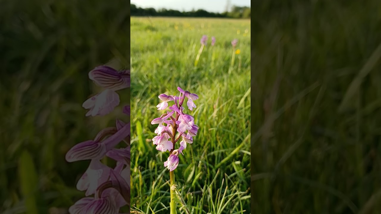 Bees Love This Weird Flower!