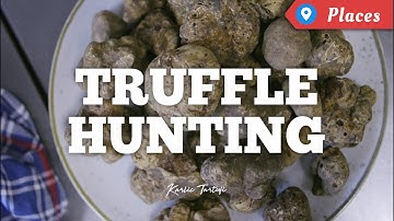 Truffle Hunting in Istria, Croatia – Karlić Tartufi