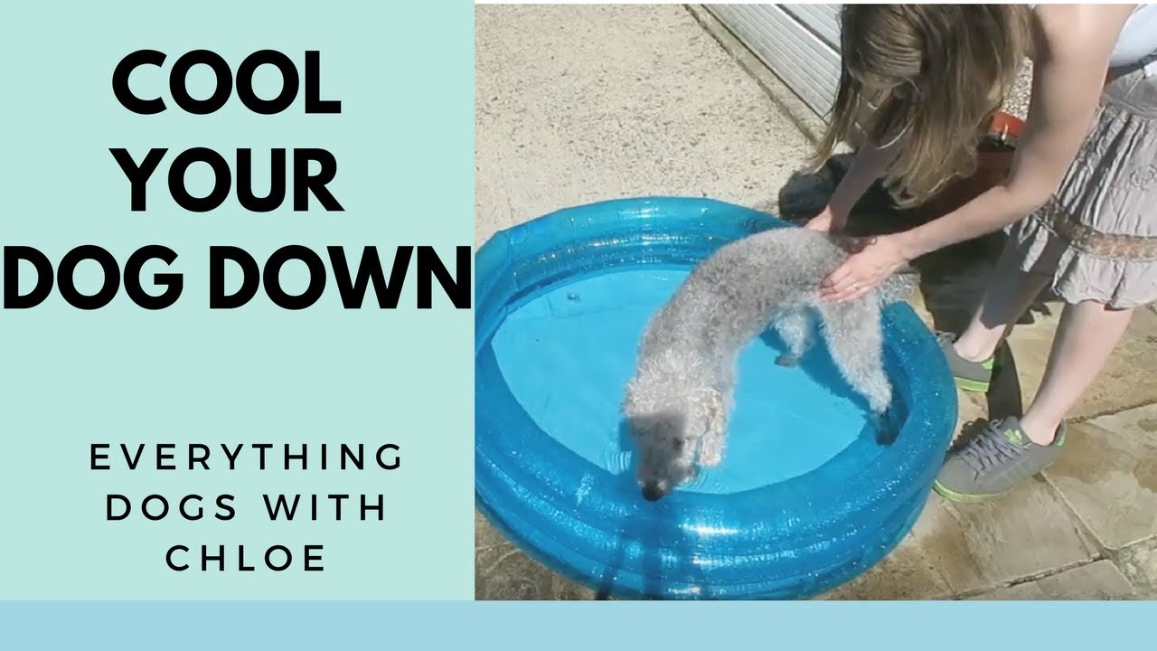 how to cool your dog