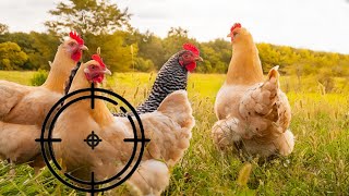 Chicken Hunting Offline Games Android Gameplay | Animal Shooting Games screenshot 5