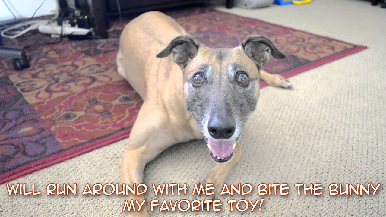cruelty free kiko A Day In The Life: Igor Fruitbat 