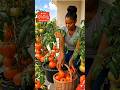 secret for Growing a large quantity of tomato and pepper inside balcony using plastic buckets