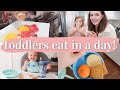 WHAT MY TODDLERS EAT IN A DAY 2021 | easy meal ideas for picky eaters! | 1 + 3 yrs old | KAYLA BUELL