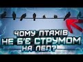 Чому птахів не б є струмом на високовольтних лініях електропередач Чому птахів не б є струмом на високовольтних лініях електропередач