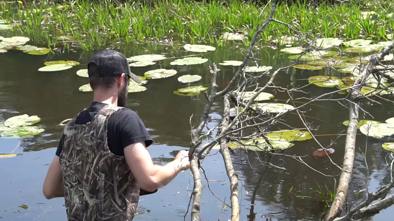 Setting Fish traps for Pike