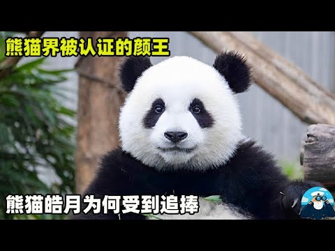 熊猫界被认证的颜王，不仅帅气还实力在线，熊猫皓月为何受到追捧【船长动物园】