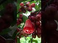 #short/#youtubeshort/#viral/#makopa(magic makopa)/#fruit/thankuTrix❤️/@emashelpinghand5729 ❤️
