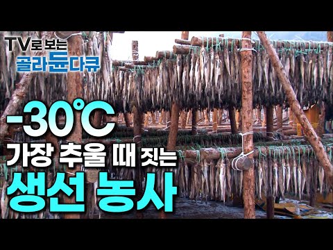 ‘추위, 바람, 눈 3박자의 완벽한 결과물’ 혹한의 날씨에 시작하는 겨울 한철 생선 농사┃강원도 <strong>인제</strong> 산골 황태 덕장┃극한직업┃#골라듄다큐