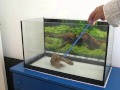 Acuario. Guía rápida para empezar desde cero 1-7