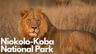 Exploring Niokolo-Koba National Park Senegals Hidden Gem