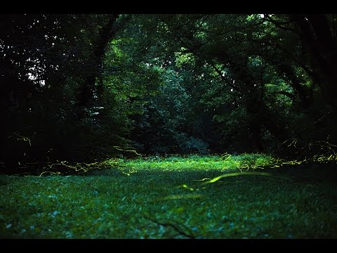 Videó: Congaree Nemzeti Park: A teljes útmutató