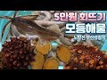 5종 해물모듬 / 개불 / 해삼 / 멍게 / 전복 / 산오징어 / 5만원회뜨기 /  Various Seafood Sashimi/Korean street food