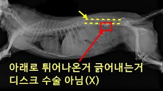 강아지 요추 디스크(IVDD) 한약치료 5일 후 더 안좋아졌어요? 그럴리가요?