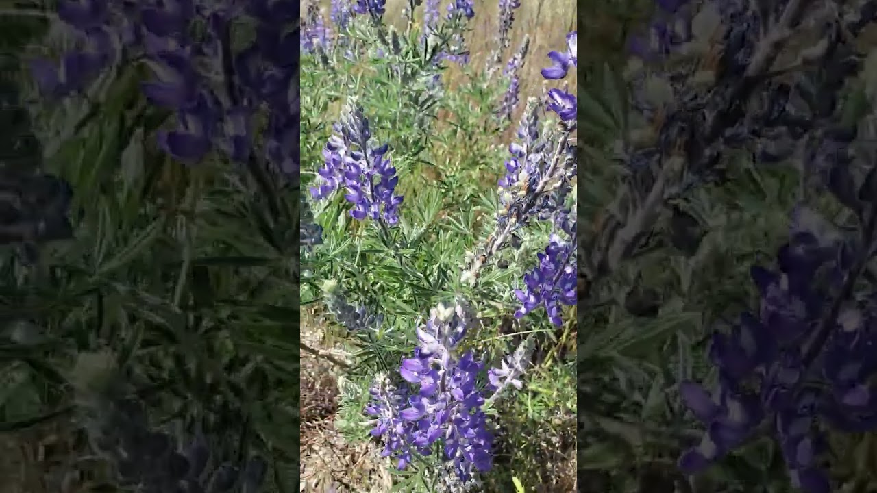 Beautiful wild flower YouTube