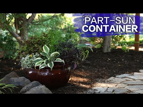 Vidéo: Conseils pour un jardin en conteneur Xeriscape