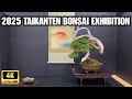 Taikanten Bonsai Exhibition 2025, Kyoto, Japan 4K