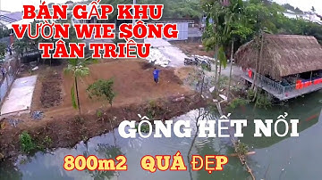 Đất vườn wie sông nhánh làng bưởi Tân Triều cần bán hấp  trả nợ