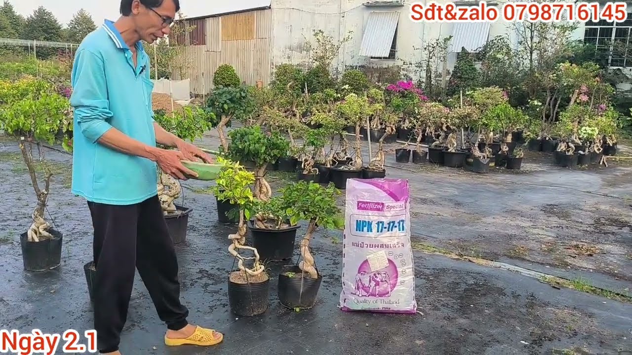 Hướng dẫn kỹ thuật bón phân để hoa giấy rộ hoa đúng Tết Bính Ngọ