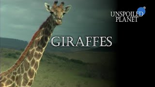 Giraffes Facts You Never Knew! -- Unspoiled Planet