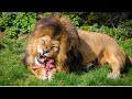 Introduction to Wild Lions | Chill Chill Đại Thần