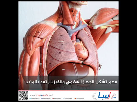 فهم تشكل الجهاز الهضمي والفيزياء تعد بالمزيد