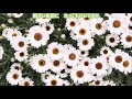 【新曲】永遠の人_知里_cover teruchan