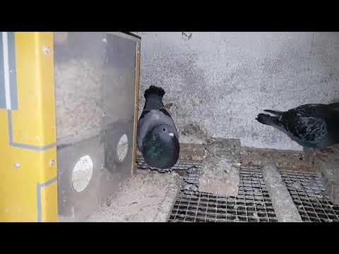 Video: ¿Por qué las palomas arrullan constantemente?