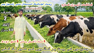 Fatima Dairy Farm || Bhawal City Cheapest Cows For Sale | Top Class Australian Cows | 3 May 2026