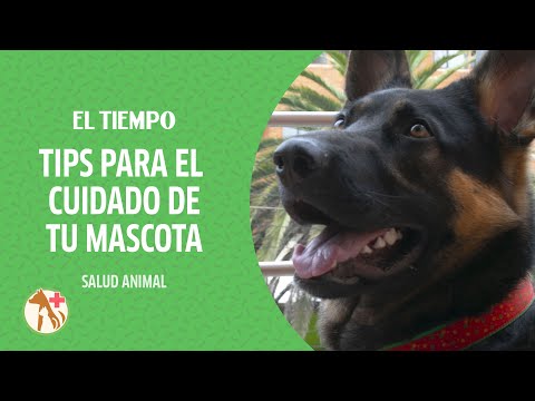 Video: Cómo Obtener Suplementos Seguros Para Sus Mascotas (y RECLAMO Para La Dra. Nancy Kay)