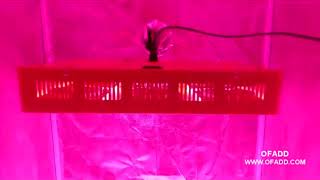 LED GROW LIGHTS ON MARIJUANA PLANTS Growing Medical Cannabis