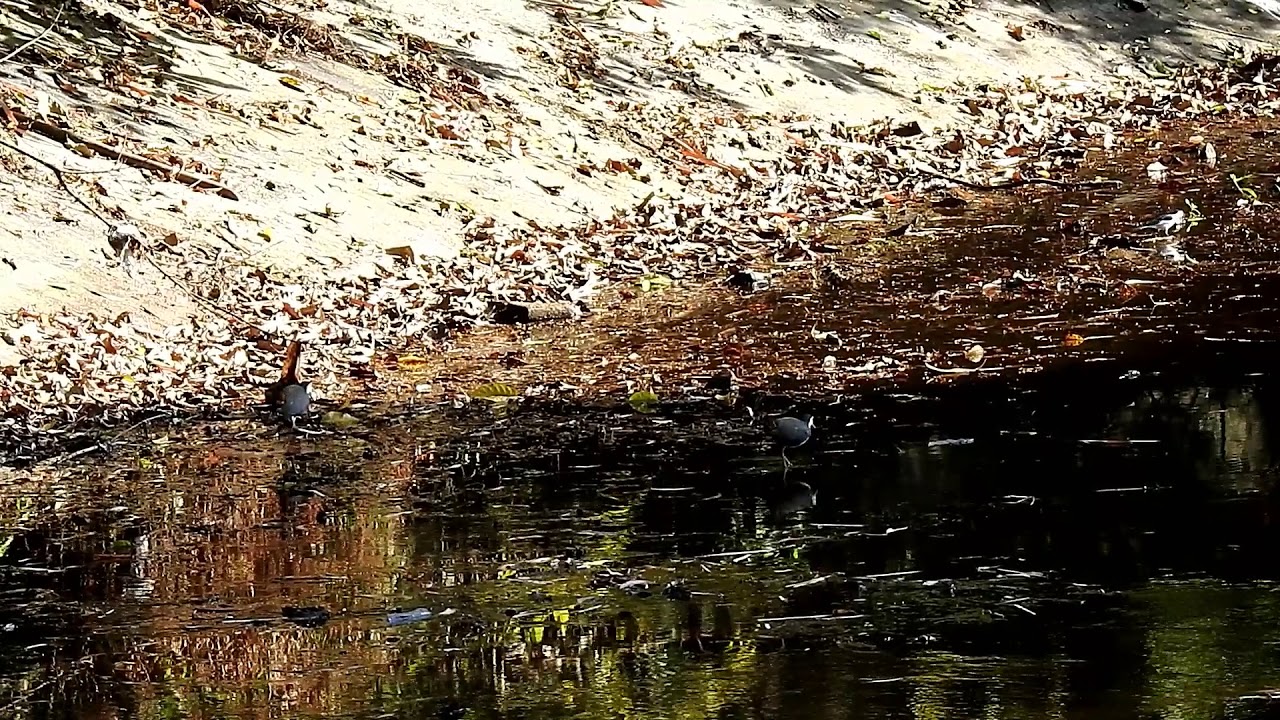 White breasted waterhen Amaurornis phoenicurus 白胸苦恶鸟 11 12 19 Zhongshan