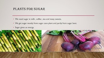 class 4 chapter 2 adaptations in plants and its uses part5