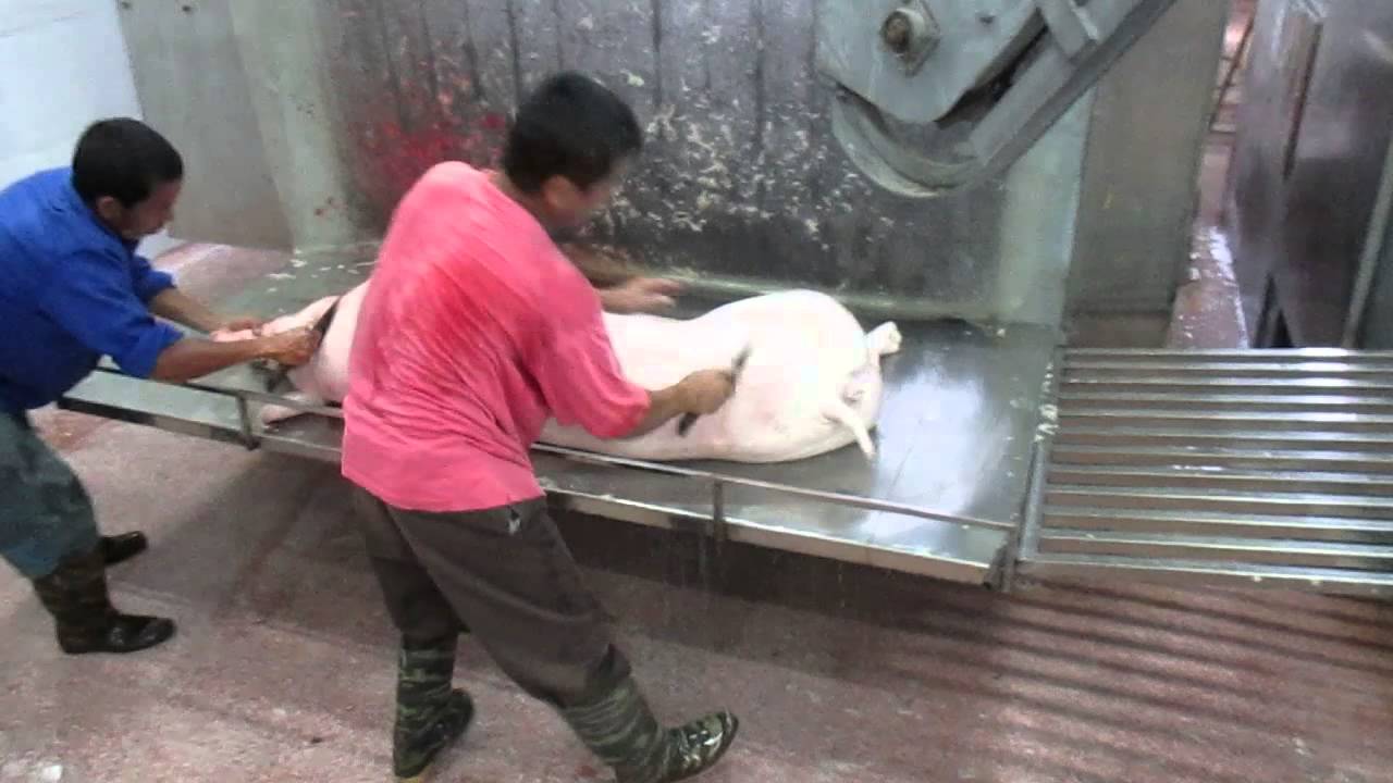 1 - Cạo lợn - Lợn nuôi theo công nghệ sinh họccủa cty YUMMY -lò mổ Lệ Chi- Hapro - YouTube