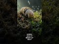 クマムシ、乾くとスリープモードになる
