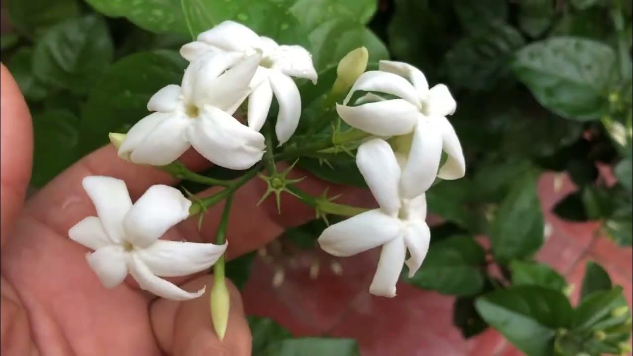 Arabian Jasmine Growing Tips For Maximum Flowering 🌿🌼🌿 