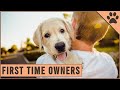 Top 10 Dog Breeds For First Time Dog Owners