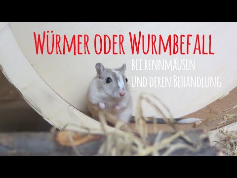 Video: Madenwürmer Bei Rennmäusen