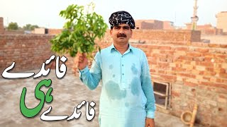 Benefits (Fayde) Of Neem Leaves Water - Phoda Phunsi (Garmi) Boils Ka Ilaj In Urdu Hindi