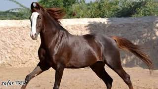🐎🏆 stallion parbhat 🐎🏆