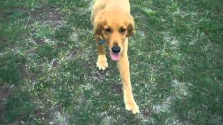 Rosie the Golden Retriever | Redeeming Dogs | Flower Mound Dog Training
