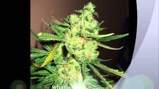 2011 jack herer grow & harvest