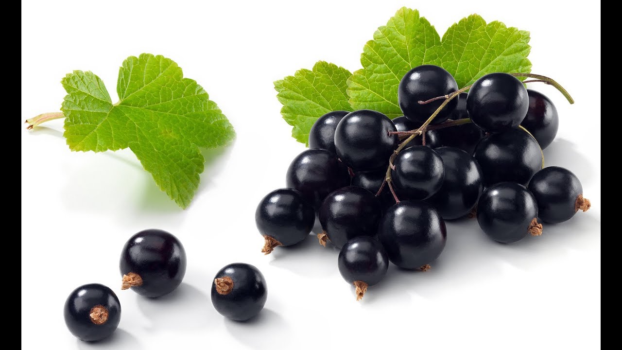 Plantare coacaz - YouTube