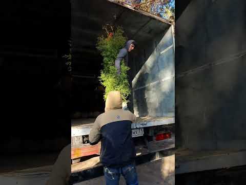 Туя брабант #ландшафтныйдизайнворонеж