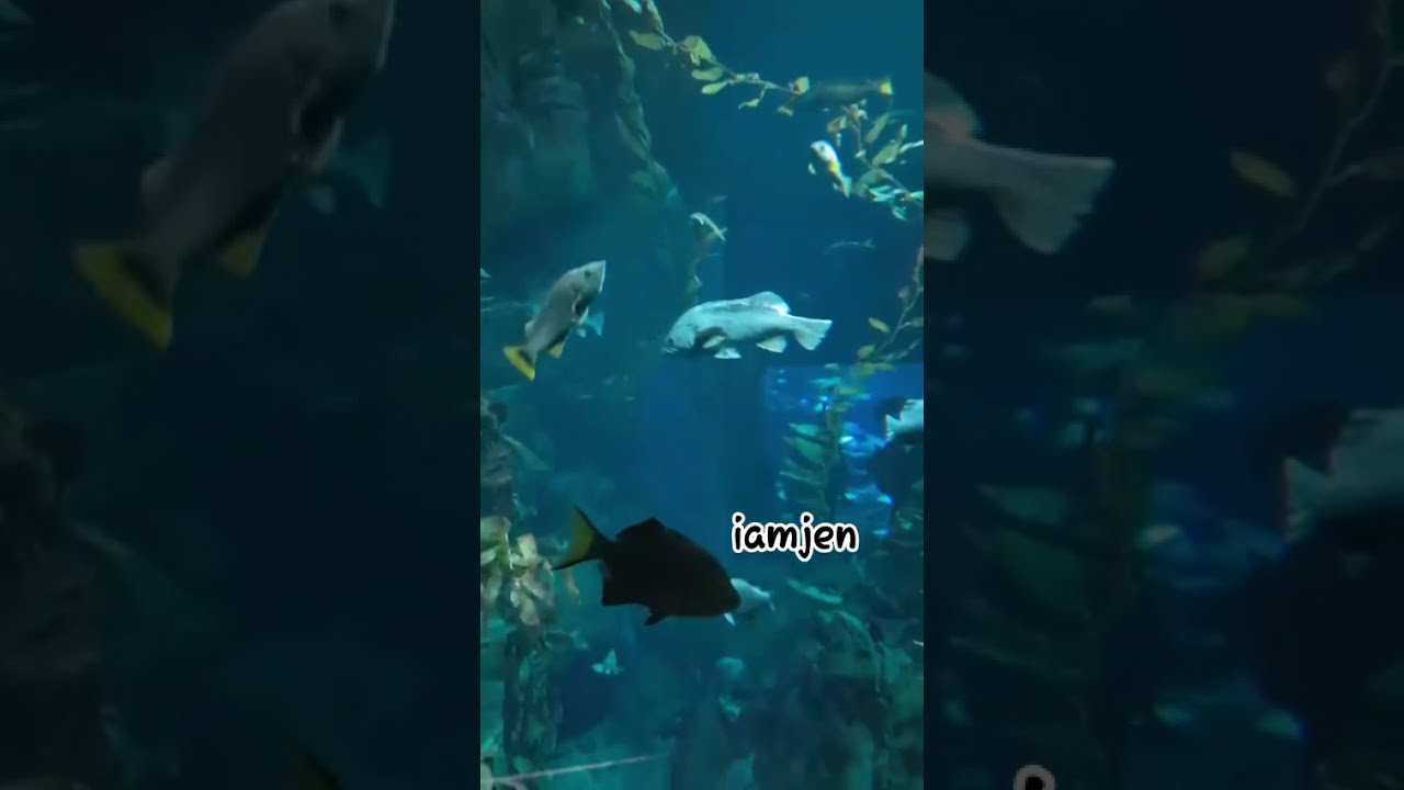 Under The Sea Ripley Saquarium Ca
