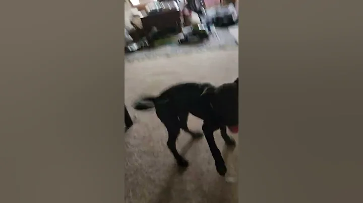 The Life of Lulu and Locke