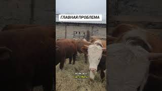 Следующем видео ролике расскажу главные плюсы вольного откорма.#ферма #откормбыков#животные